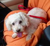 Prissy
