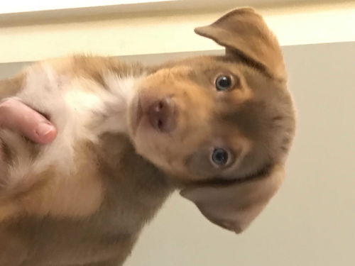 Prince Puppy