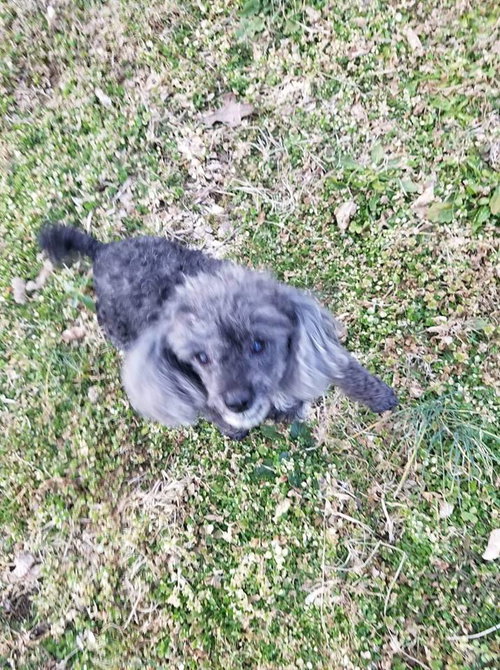 Toby Poodle