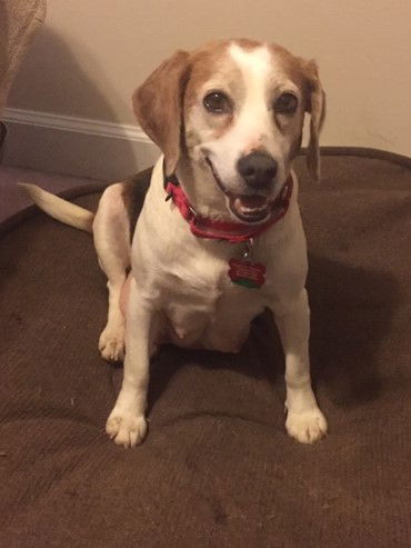 Penny Beagle