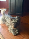Sofia
