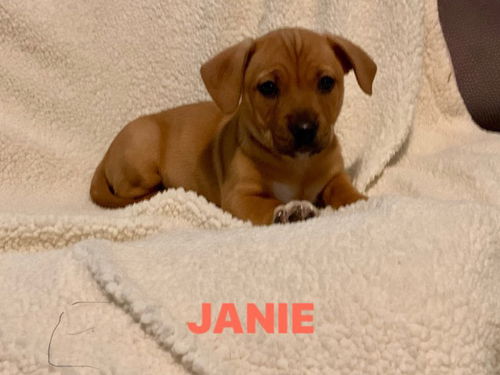 Janie Puppy