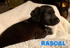 Rascal Puppy