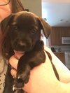 Tucker Puppy