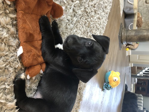 Tucker Puppy