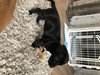 Tucker Puppy
