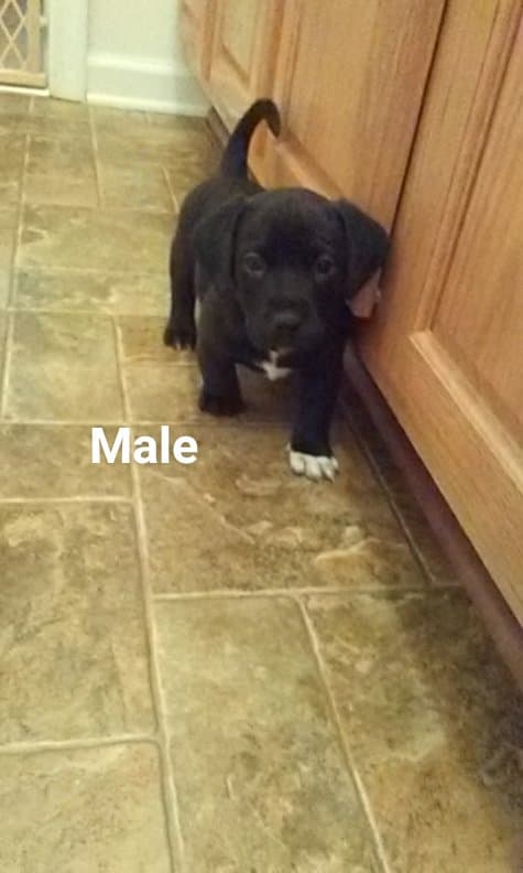 Charlie Puppy