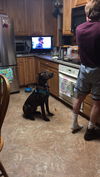 Shep