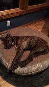 Shep