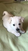 Comet Puppy