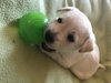 Comet Puppy