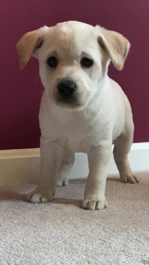 Comet Puppy