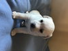 Coda Puppy