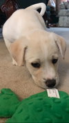 Coda Puppy