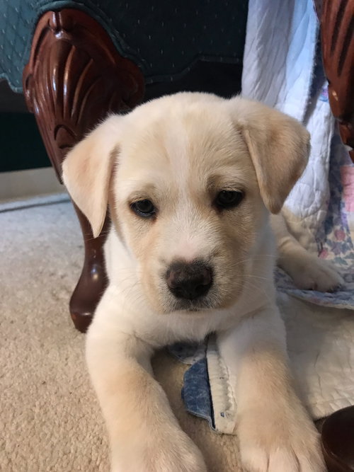 Coda Puppy