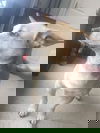 Charlie Corgi