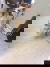 Charlie Corgi
