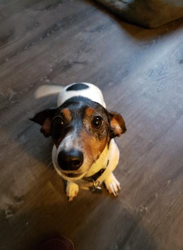 Buddy JR