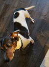 Buddy JR