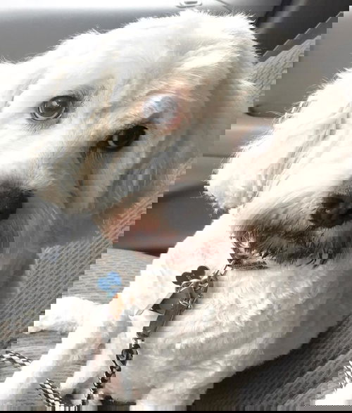 Chance Poodle