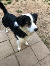 Toby