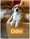 Odin