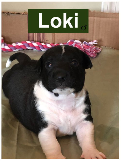 Loki