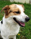 Sawyer