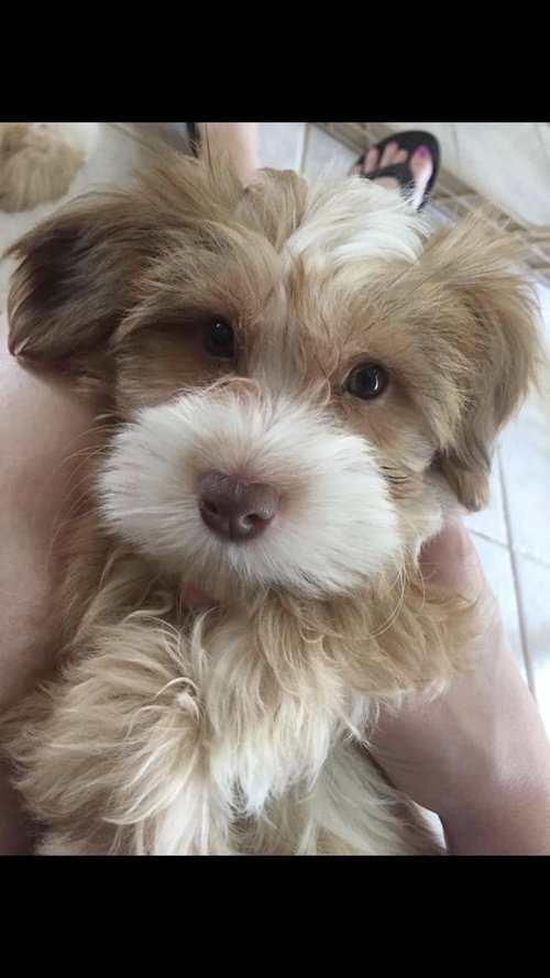 Coco