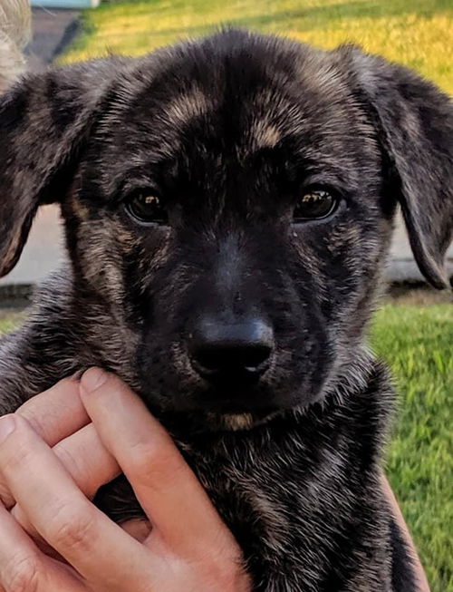 Jovi