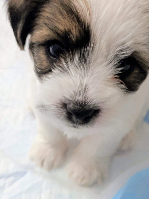 Aurora Puppy
