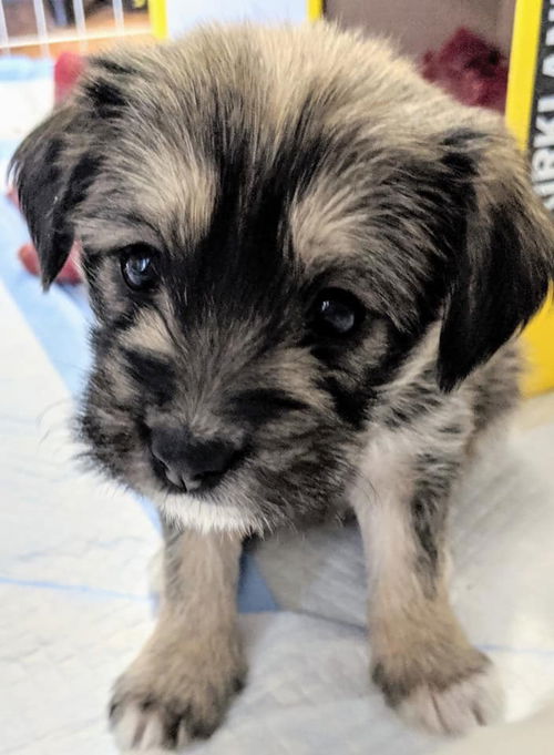 Annabelle Puppy