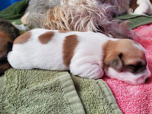 Trinity Puppy