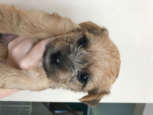 Justice Puppy
