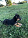 Polly