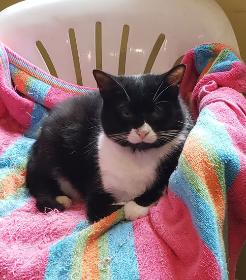 picture of the cat needing adoption