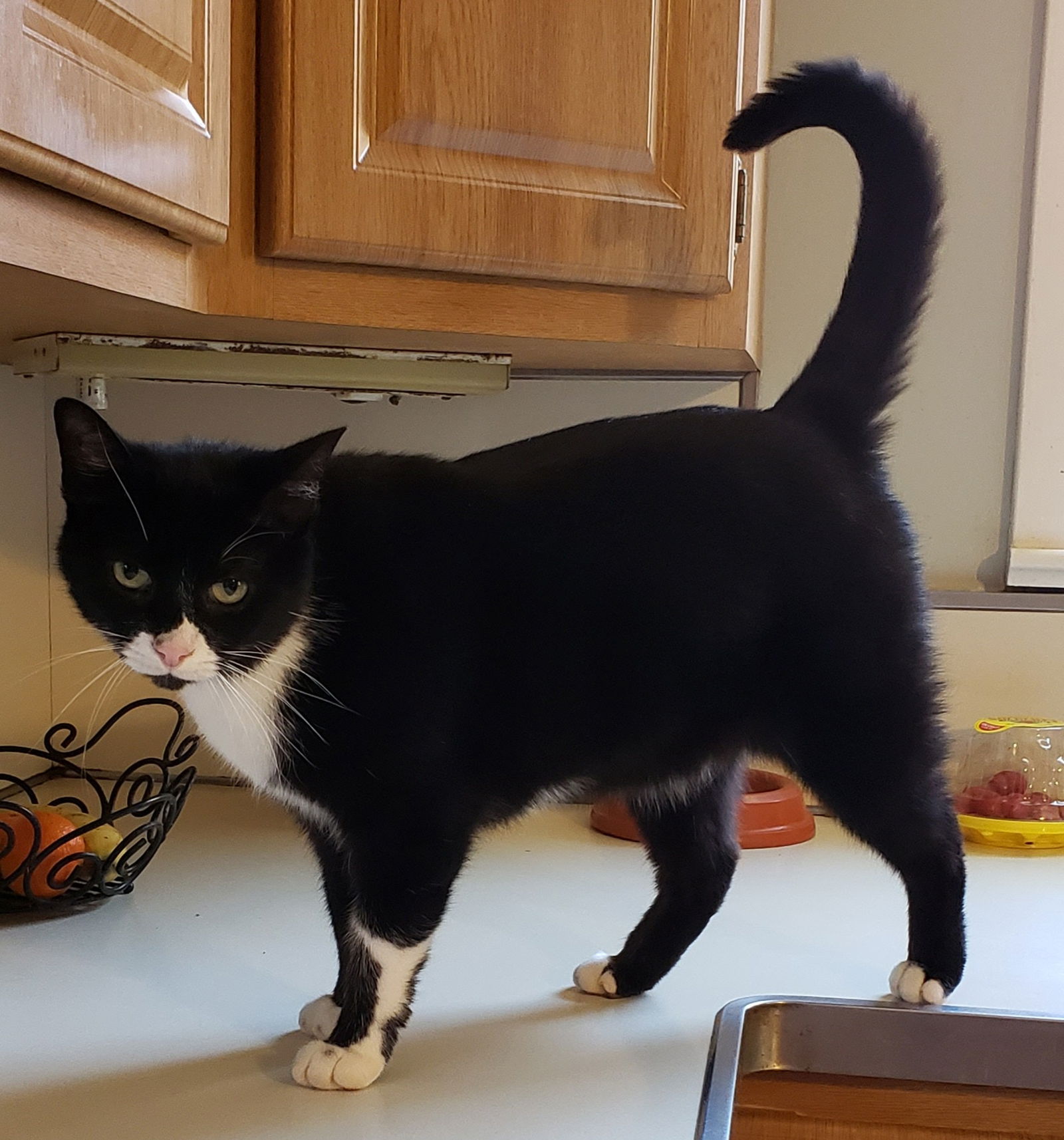 adoptable Cat in Westminster, MD named Sophia