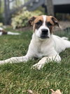 Chip