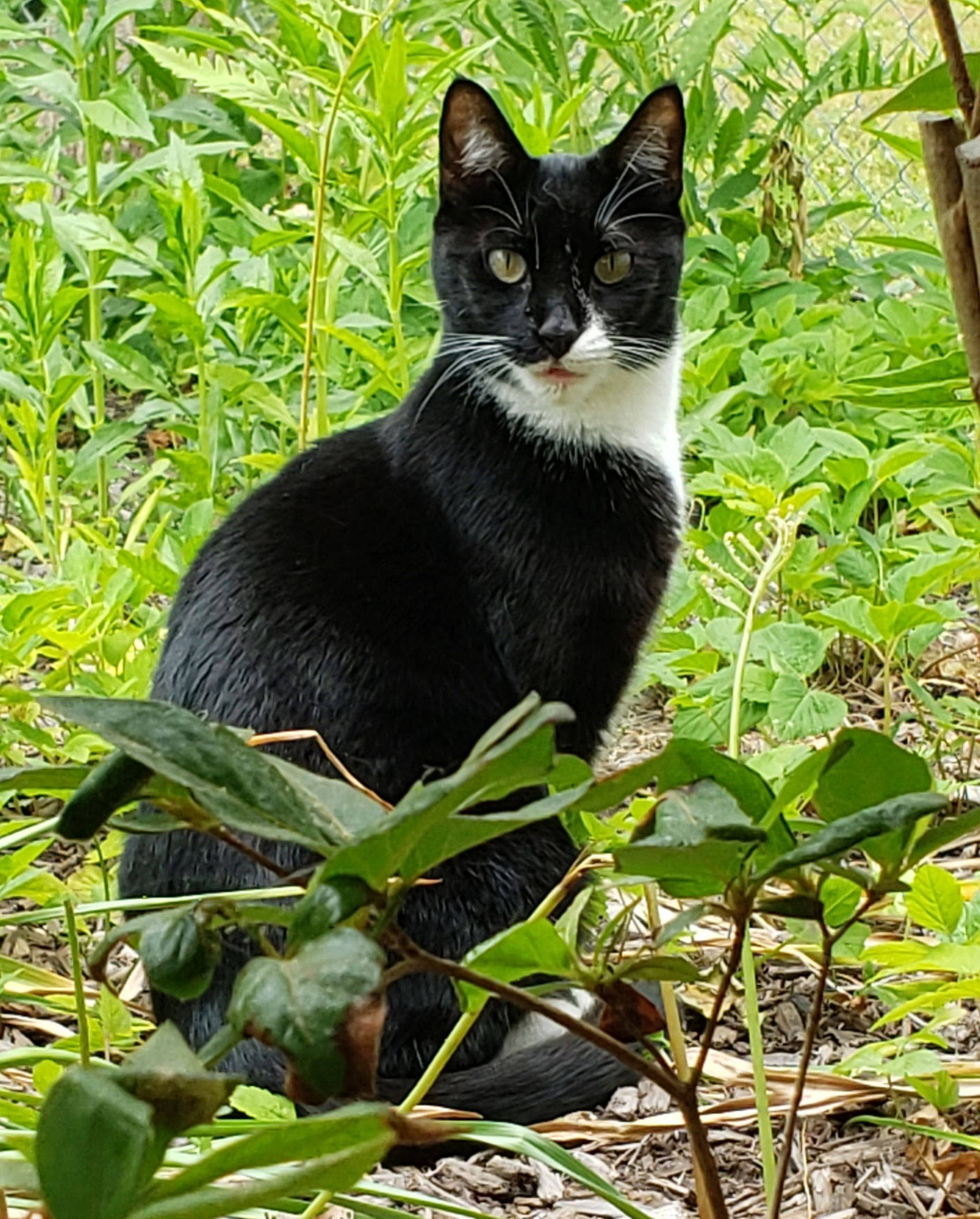 adoptable Cat in Westminster, MD named Aran