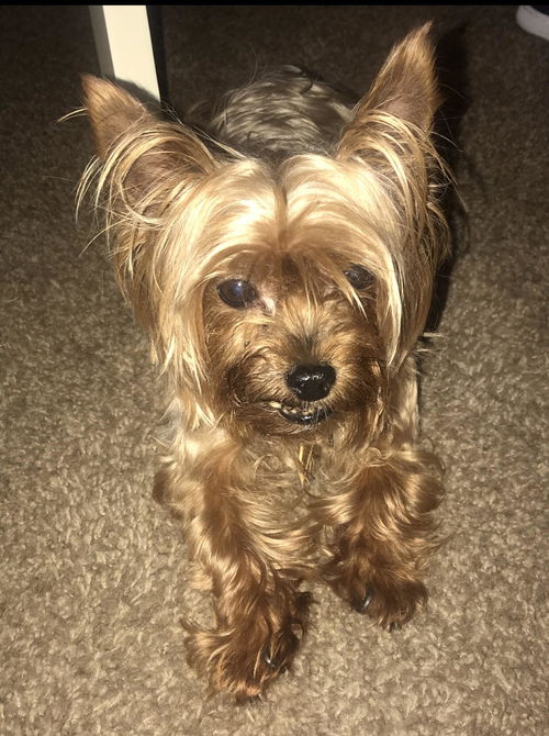 Gizmo Yorkie