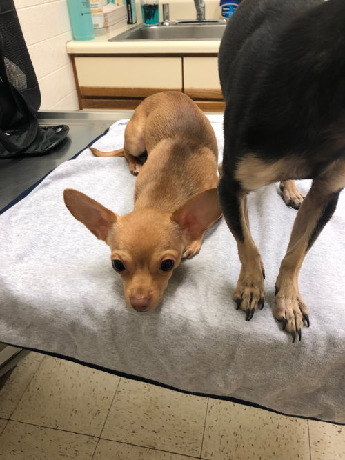 Chico Chi
