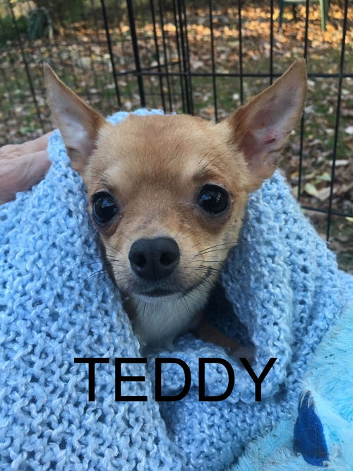 Teddy Chi