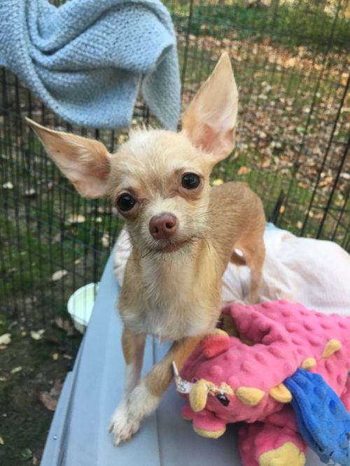 Princess Chi Puppy