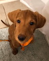 Archie
