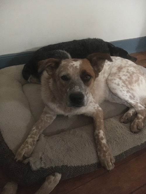 Buddy Heeler