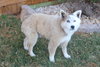 Toby