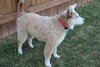 Toby