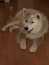 Toby
