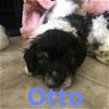 Otto Puppy
