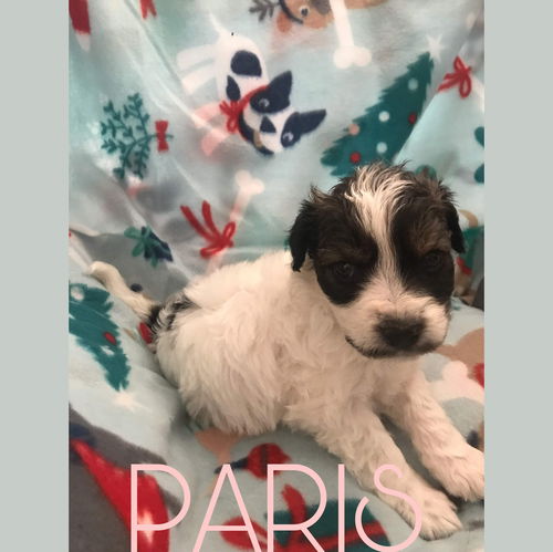 Paris Puppy